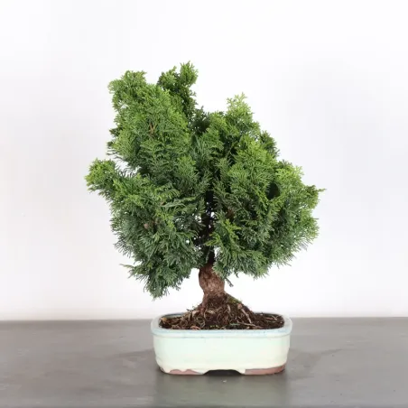 JAPANESE FALSE CYPRESS 2-3