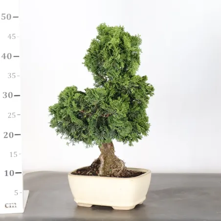 image supplémentaire - FAUX CYPRÈS DU JAPON 2-4