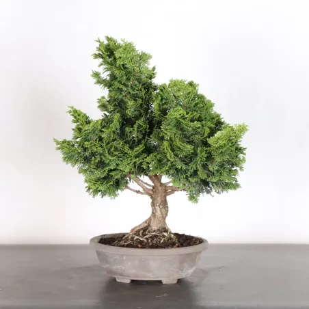 JAPANESE FALSE CYPRESS 2-5