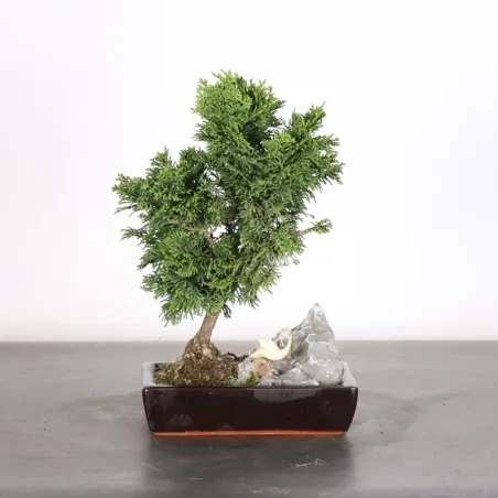JAPANESE FALSE CYPRESS WITH ROCK 2-7