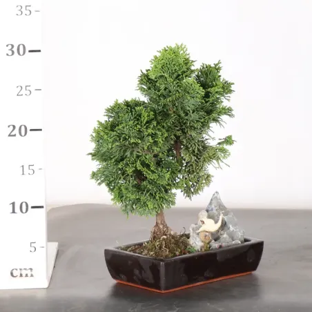 image supplémentaire - JAPANESE FALSE CYPRESS WITH...