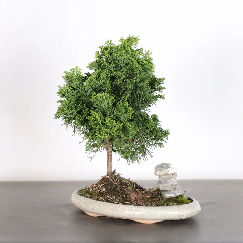 JAPANESE FALSE CYPRESS WITH ROCK 2-9