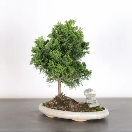 JAPANESE FALSE CYPRESS WITH ROCK 2-9