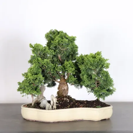 JAPANESE FALSE CYPRESS 2-10