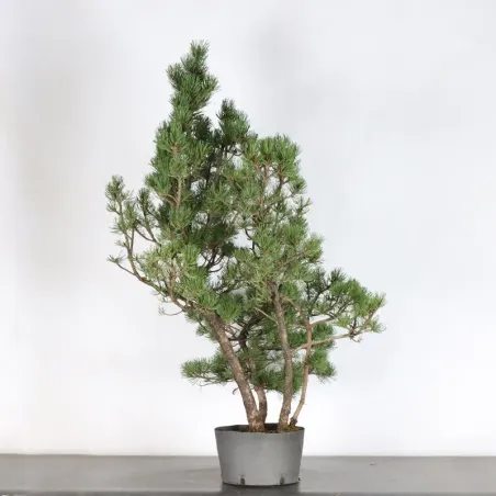 image supplémentaire - PREBONSAI PIN À CROCHETS...