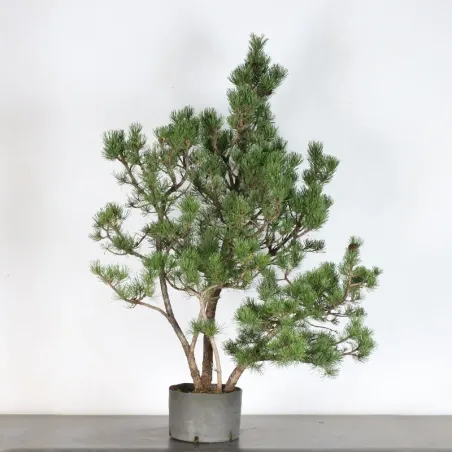 PREBONSAI "PINUS UNCINATA" n°1