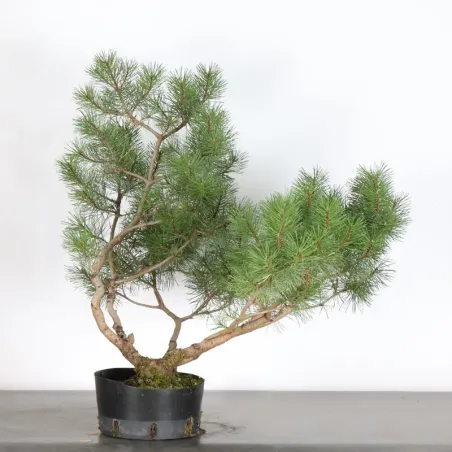 PREBONSAI "PINUS UNCINATA" n°4