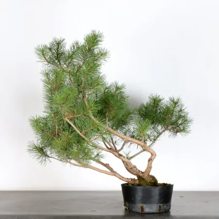 image supplémentaire - PREBONSAI PIN À CROCHETS...