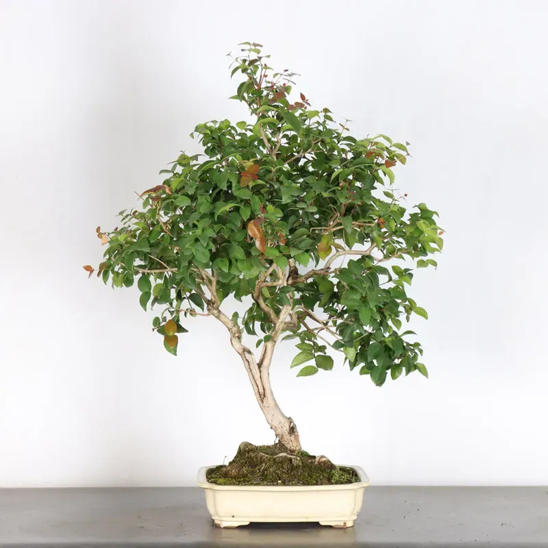 EUGÉNIA UNIFLORA 1-2