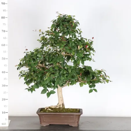 image supplémentaire - BONSAI EUGENIA 1-4