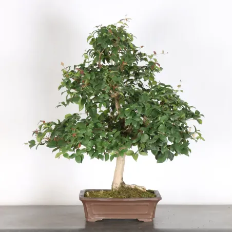 BONSAI EUGENIA 1-4