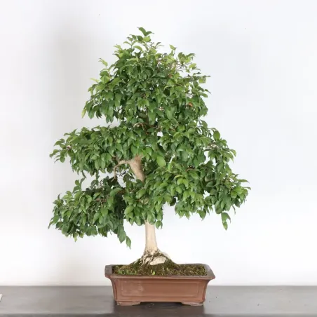 EUGÉNIA UNIFLORA 1-5
