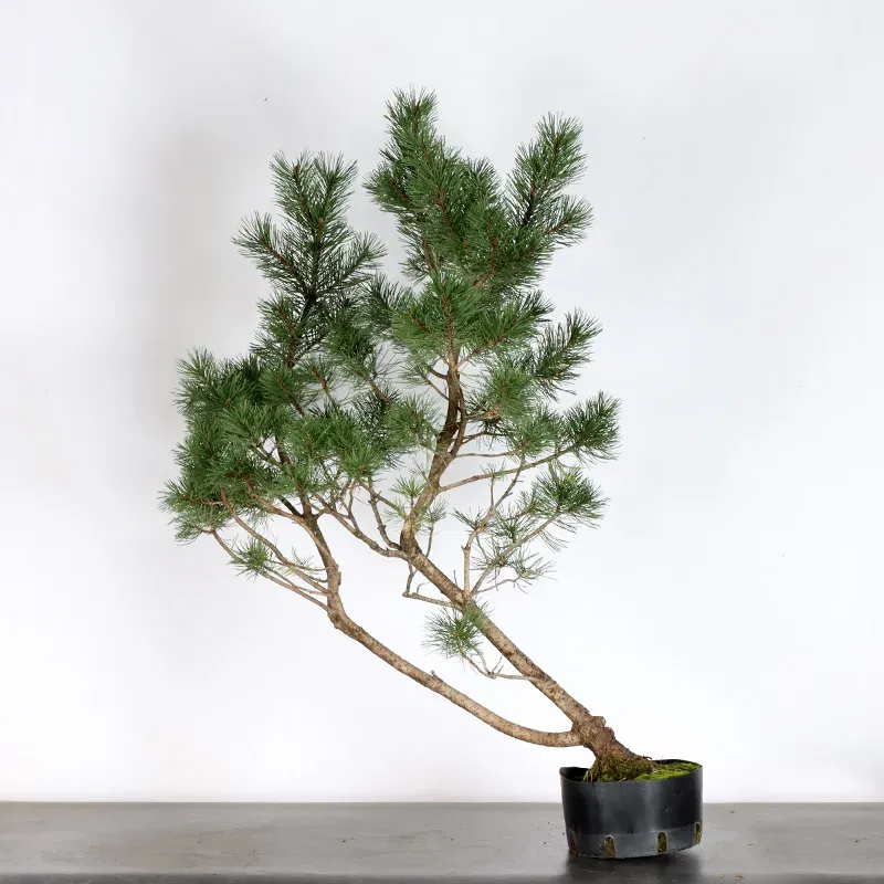 PREBONSAI "PINUS UNCINATA" n°20