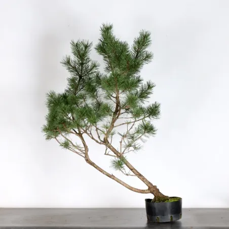 PREBONSAI "PINUS UNCINATA" n°20