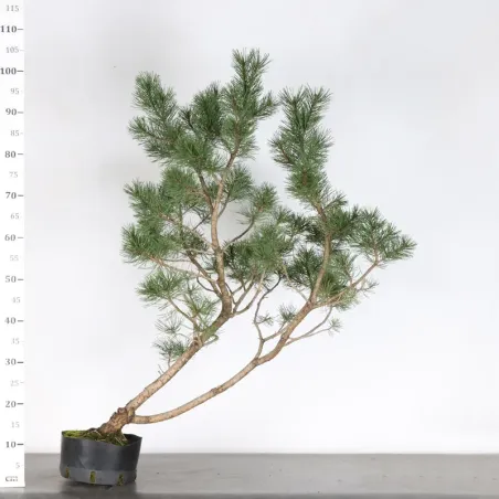 image supplémentaire - PREBONSAI PIN À CROCHETS...