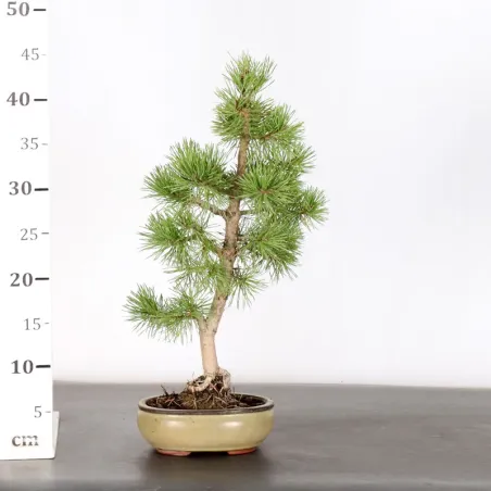 image supplémentaire - BONSAI PINUS SYLVESTRIS 1-1