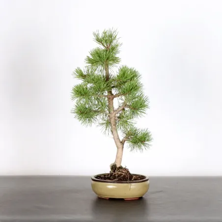 BONSAI PINUS SYLVESTRIS 1-1