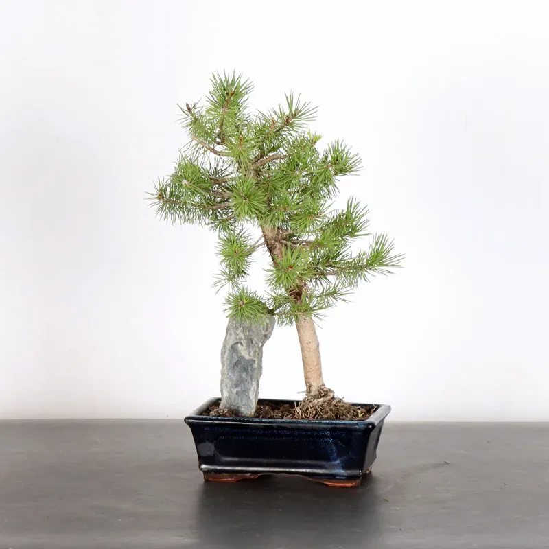 BONSAI PINUS SYLVESTRIS WITH ROCK 1-3