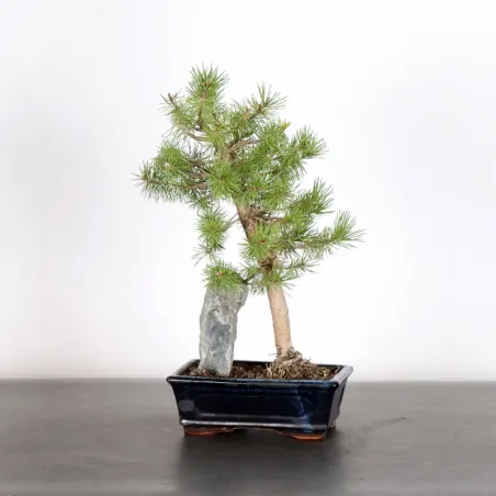 BONSAI PINUS SYLVESTRIS WITH ROCK 1-3