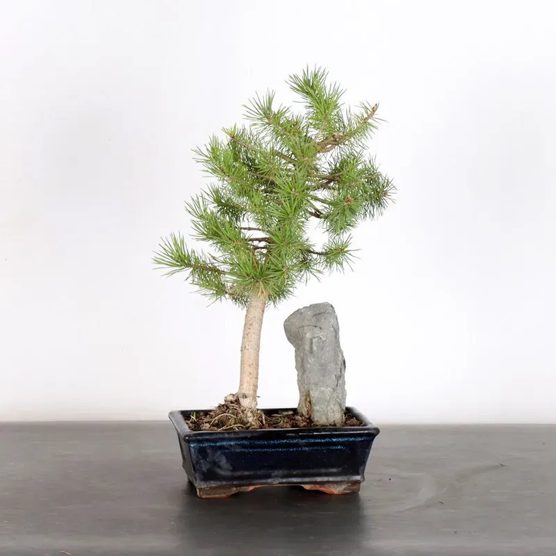 image supplémentaire - BONSAI PINUS SYLVESTRIS...