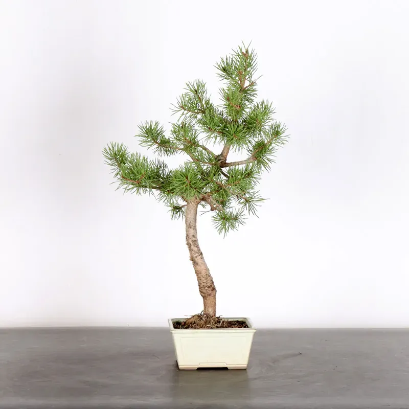 BONSAI PIN SYLVESTRE 1-4