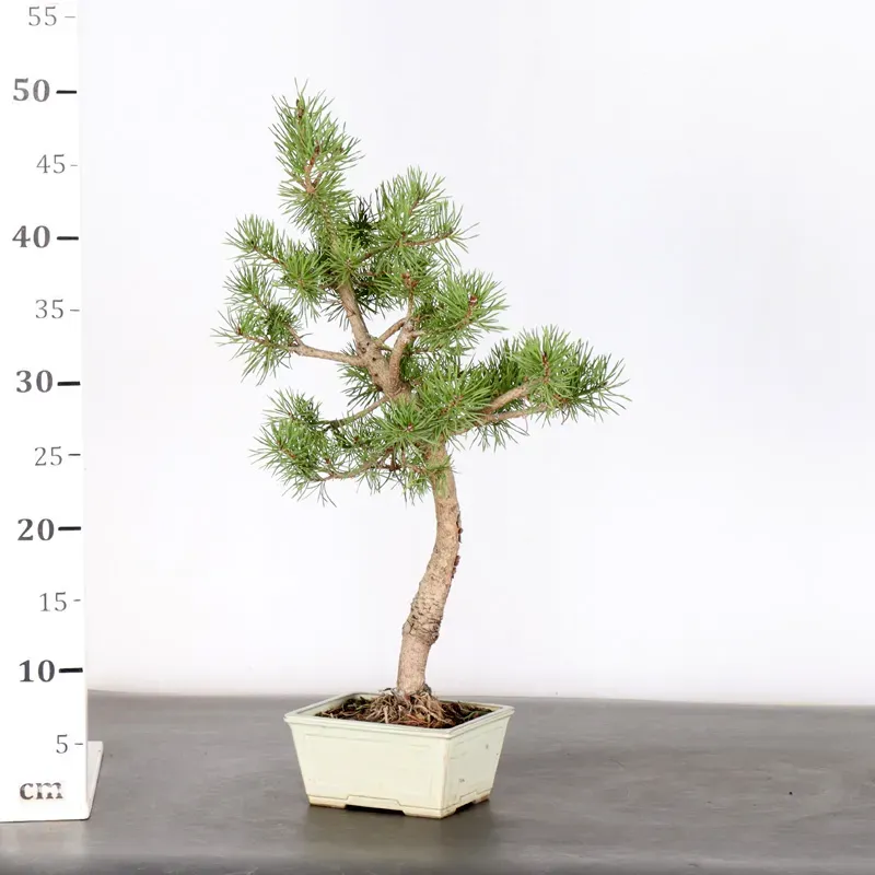 image supplémentaire - BONSAI PIN SYLVESTRE 1-4