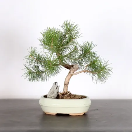 BONSAI PINUS SYLVESTRIS WITH ROCK 1-5