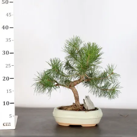 image supplémentaire - BONSAI PINUS SYLVESTRIS...