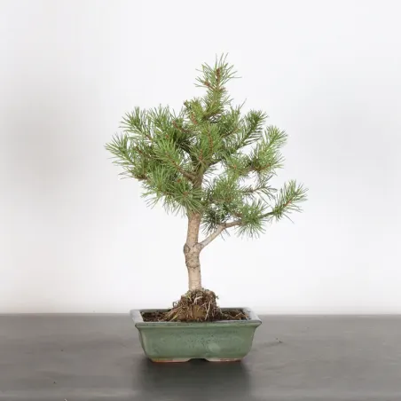 BONSAI PINUS SYLVESTRIS 1-7