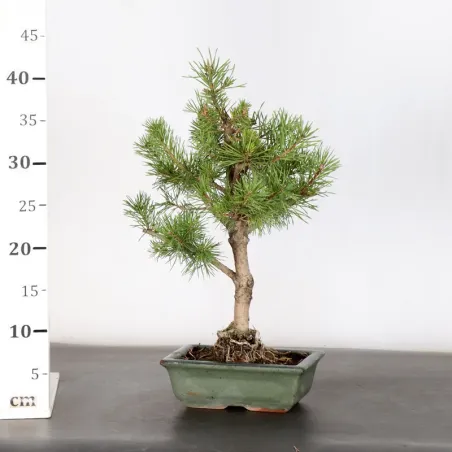 image supplémentaire - BONSAI PINUS SYLVESTRIS 1-7