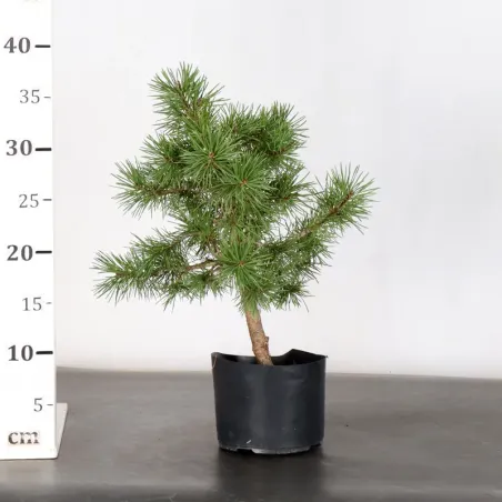 image supplémentaire - PREBONSAI PINUS SYLVESTRIS 1-8
