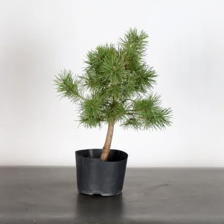 PREBONSAI PIN SYLVESTRE 1-8