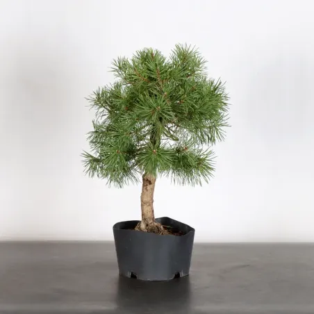 PREBONSAI PIN SYLVESTRE 1-9