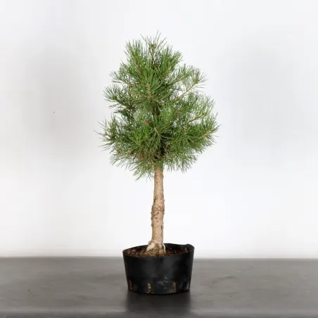 PREBONSAI PIN SYLVESTRE 1-11