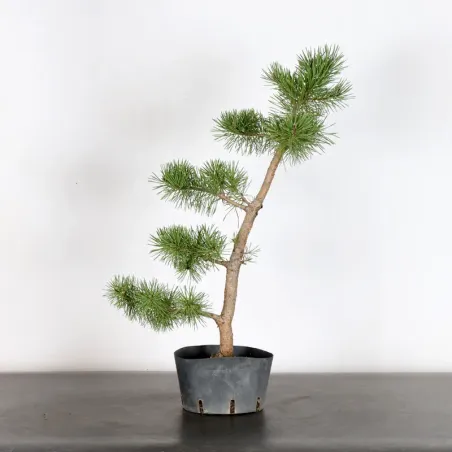 PREBONSAI PINUS SYLVESTRIS 1-13