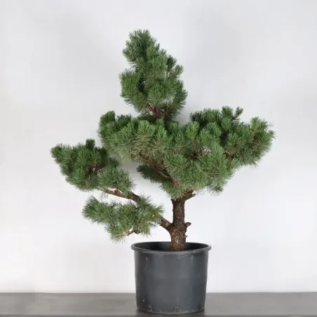 image supplémentaire - PREBONSAI PINUS MUGO n°2