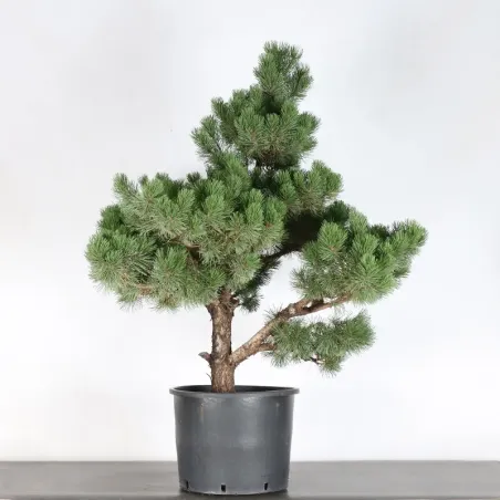 image supplémentaire - PREBONSAI PIN MUGO n°2