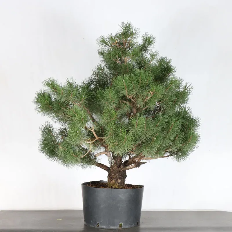 image supplémentaire - PREBONSAI "PINUS MUGO" n°3