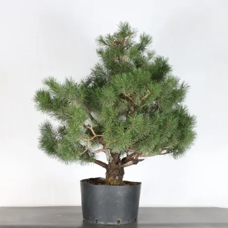image supplémentaire - PREBONSAI PIN MUGO n°3