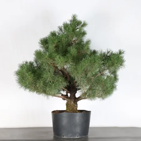 PREBONSAI PIN MUGO n°3