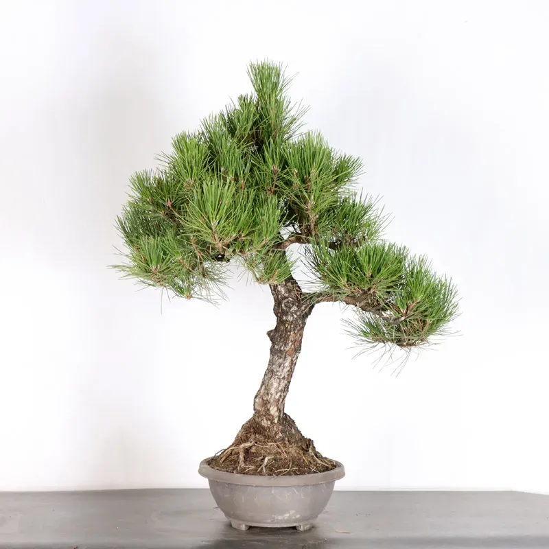 image supplémentaire - JAPANESE BLACK PINE...
