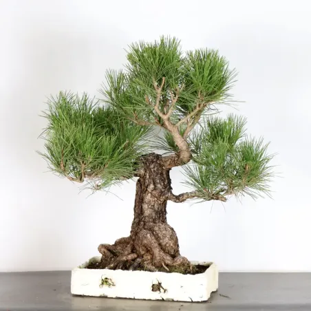 image supplémentaire - JAPANESE BLACK PINE...