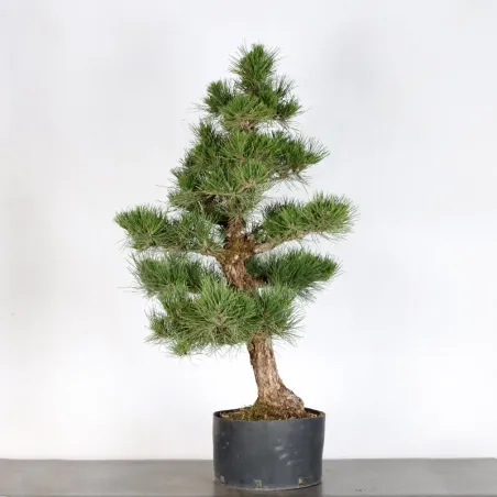 image supplémentaire - JAPANESE BLACK PINE...