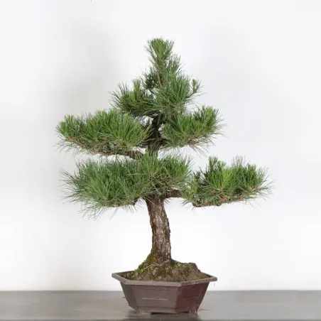 image supplémentaire - JAPANESE BLACK PINE...