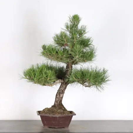 PIN NOIR "PINUS THUNBERGII" 2-17