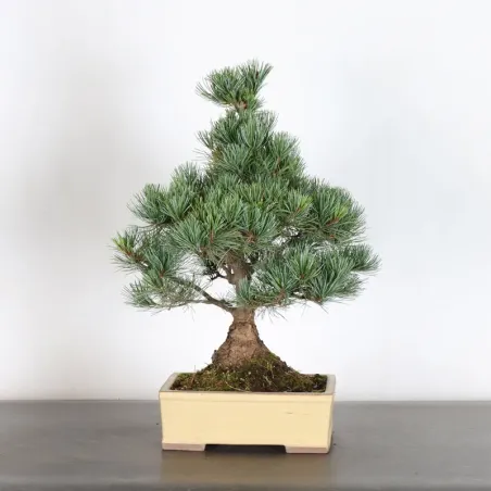 PIN BLANC DU JAPON "PENTAPHYLLA" 1-15