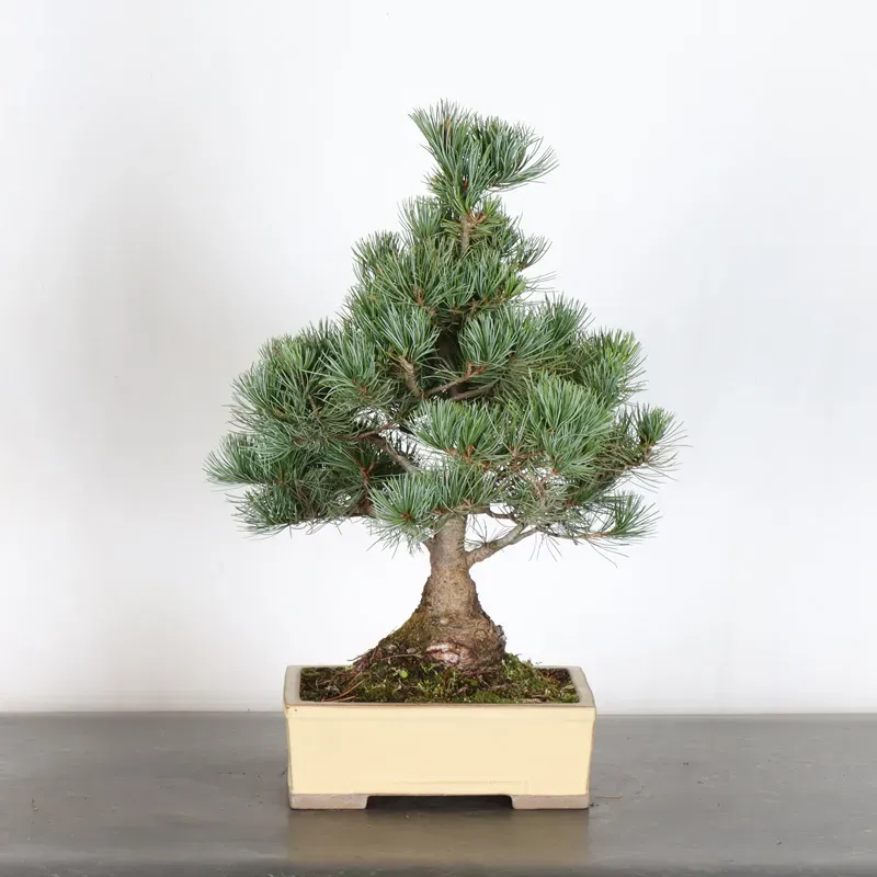 image supplémentaire - JAPANESE WHITE PINE...