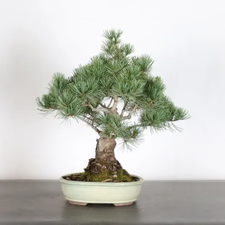 PIN BLANC DU JAPON "PINUS PENTAPHYLLA" 1-21