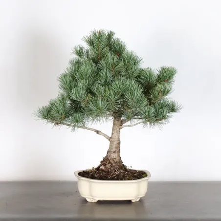 Bonsai Pin Pentaphylla PP-2-1