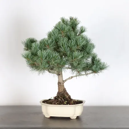 image supplémentaire - JAPANESE WHITE PINE...